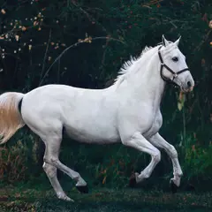 Najlepsze Filmy o Koniach i Jeźdźcach - Obejrzyj Już Dziś!