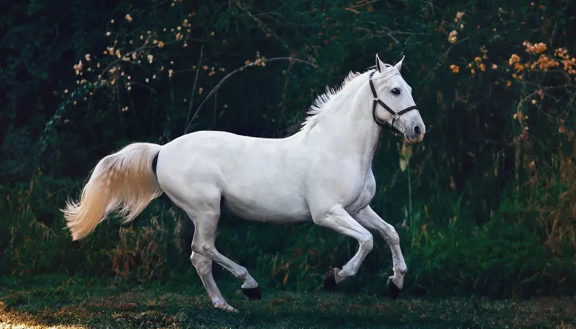 Najlepsze Filmy o Koniach i Jeźdźcach - Obejrzyj Już Dziś!