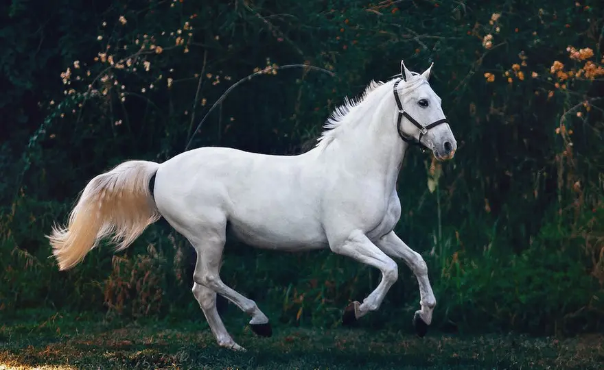 Najlepsze Filmy o Koniach i Jeźdźcach - Obejrzyj Już Dziś!