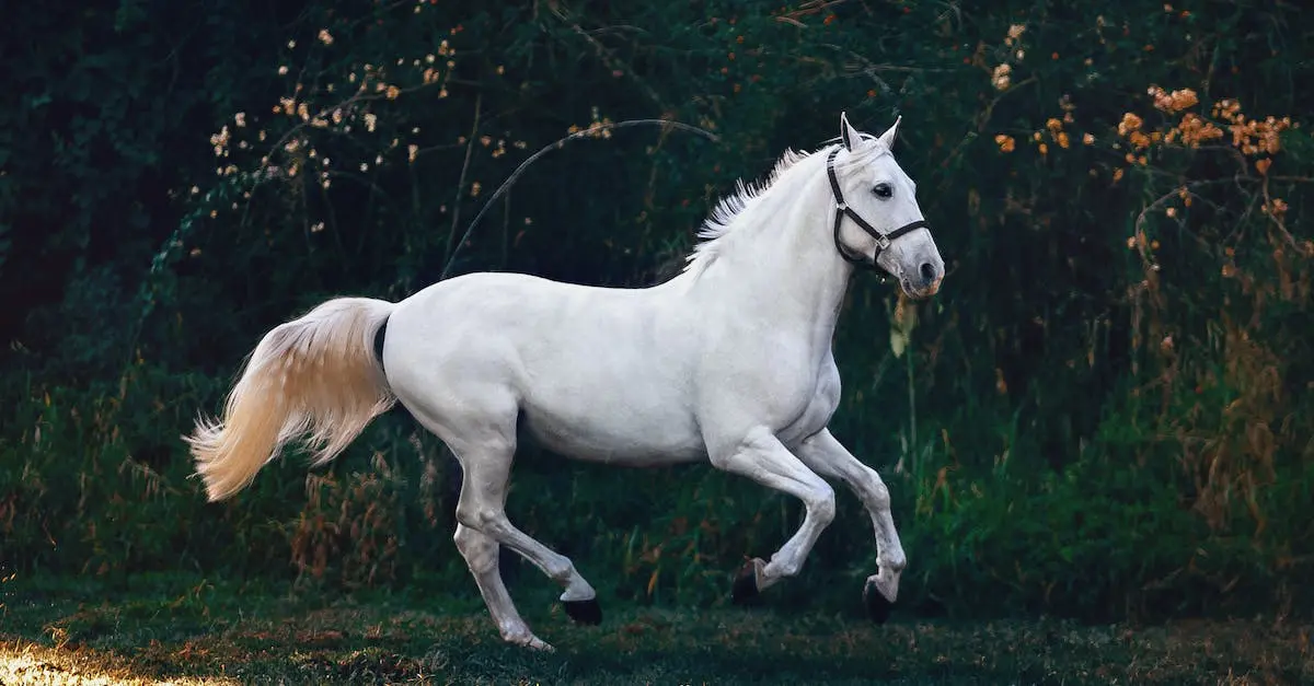 Najlepsze Filmy o Koniach i Jeźdźcach - Obejrzyj Już Dziś!